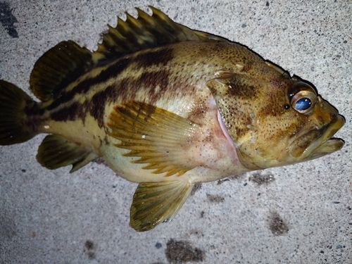 シマソイの釣果