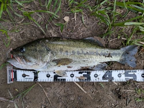 ブラックバスの釣果