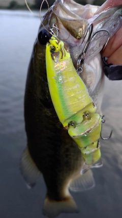 ブラックバスの釣果