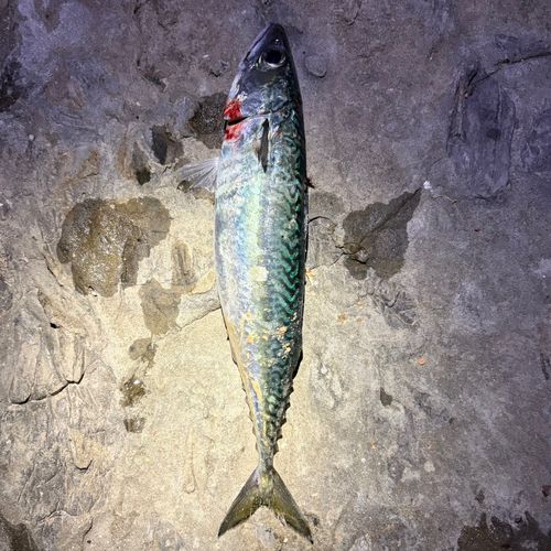 サバの釣果