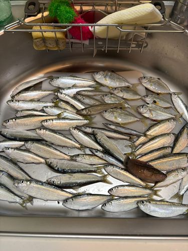 サッパの釣果