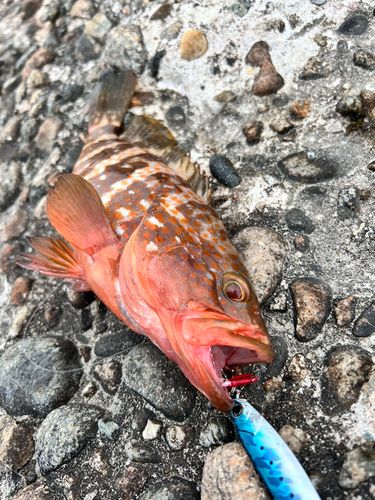 キジハタの釣果