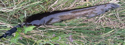 ナマズの釣果
