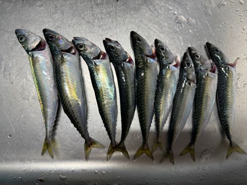 サバの釣果