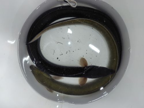 ニホンウナギの釣果