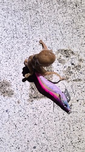 タコの釣果