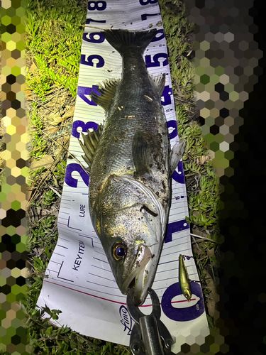 フッコ（マルスズキ）の釣果