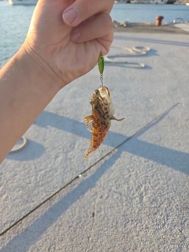 アナハゼの釣果