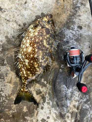 アイゴの釣果