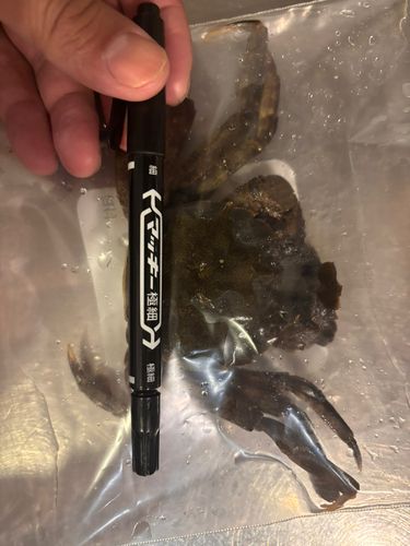 モクズガニの釣果