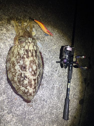 カミナリイカの釣果