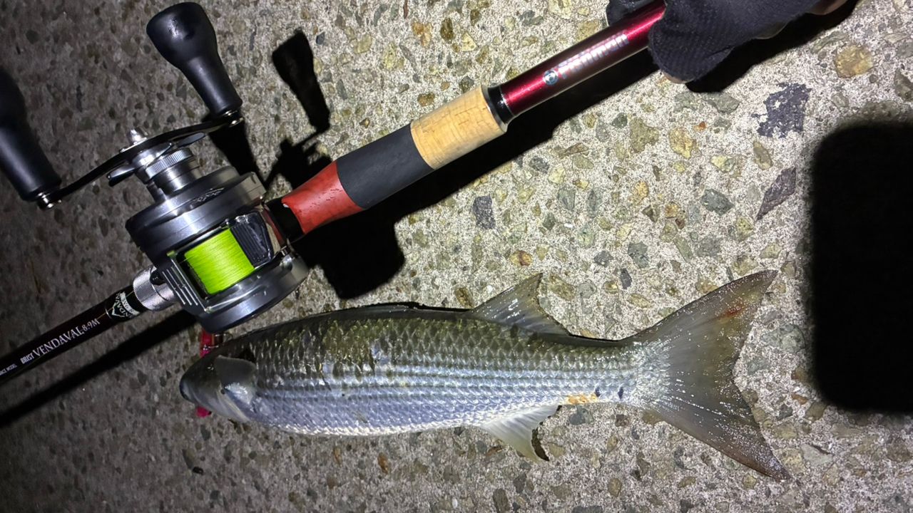 SHIMANO 20カルカッタコンクエスト DC 200HG RIGHTの最安値・インプレ