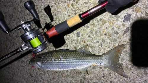 ボラの釣果