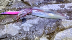 ケンサキイカの釣果