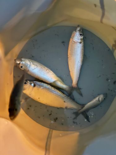 サッパの釣果