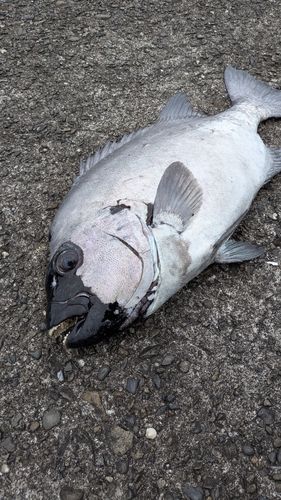 イシダイの釣果