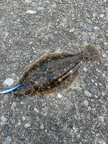 ヒラメの釣果