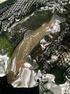 ニッコウイワナの釣果