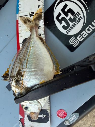 ヒイラギの釣果