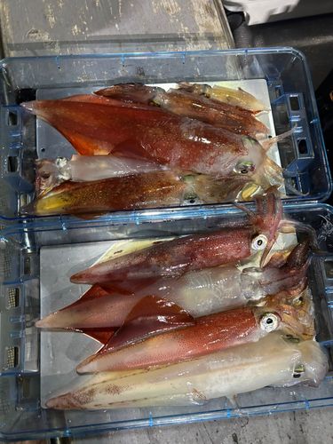 ケンサキイカの釣果
