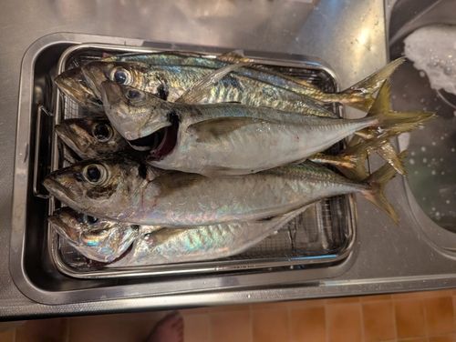 アジの釣果