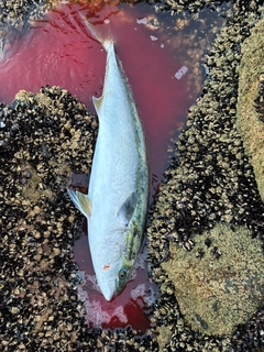 ブリの釣果