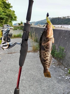 アイナメの釣果
