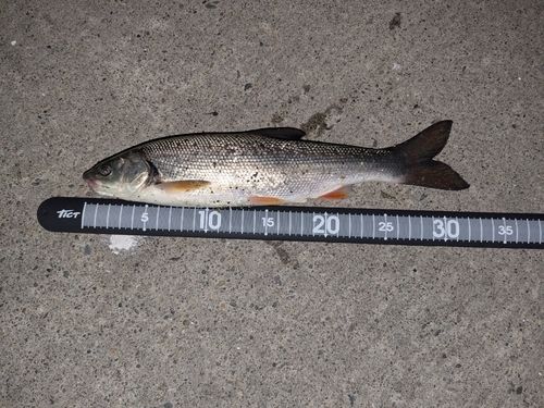 ウグイの釣果