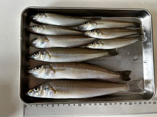 キスの釣果