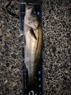 マルスズキの釣果