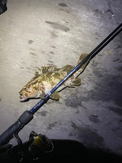 タケノコメバルの釣果