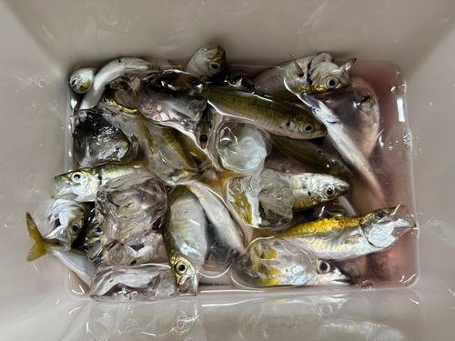 アジの釣果