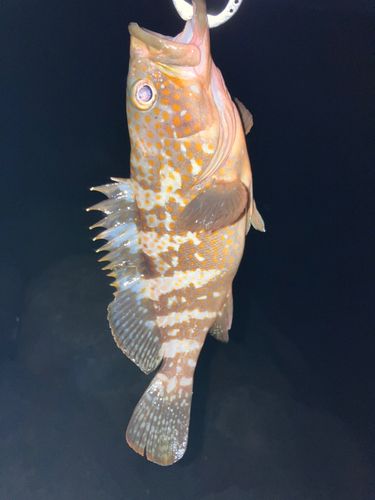 キジハタの釣果
