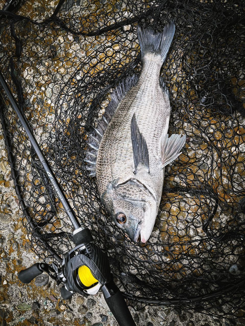 DAIWA 23シルバーウルフ 76MLB-S・Wの最安値・インプレ・釣果 | 本音の