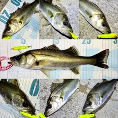 セイゴ（マルスズキ）の釣果