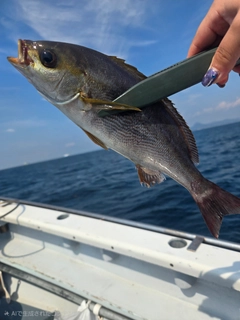 イサキの釣果