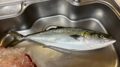 ワラサの釣果