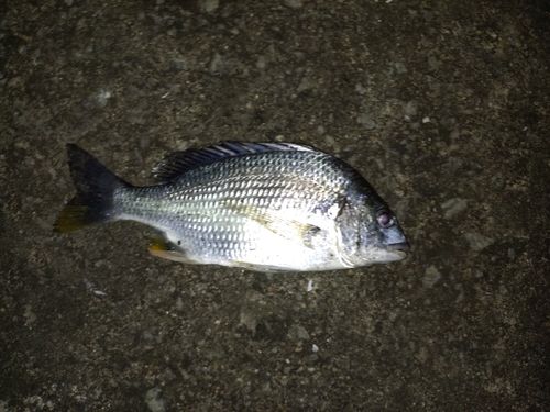 キチヌの釣果