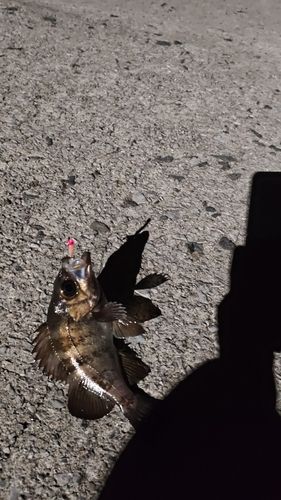 クロメバルの釣果