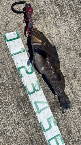 アイナメの釣果