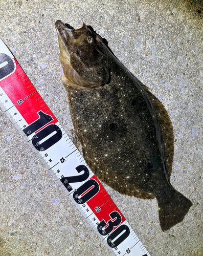 ソゲの釣果