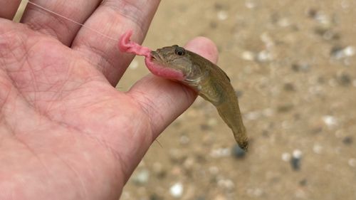 マハゼの釣果
