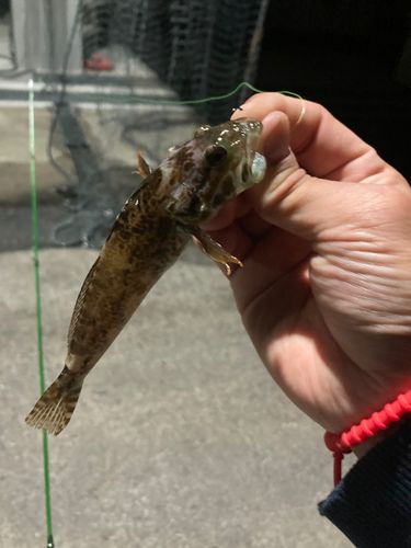 ハゼの釣果