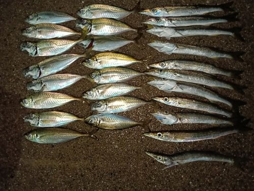 アジの釣果