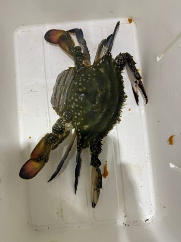 ワタリガニの釣果
