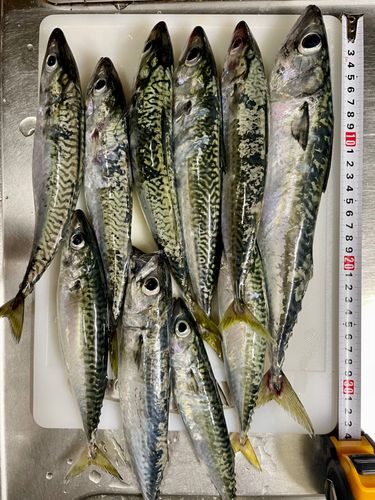 サバの釣果