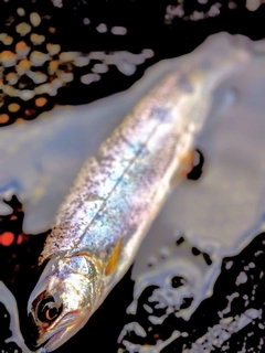 ヤマメの釣果