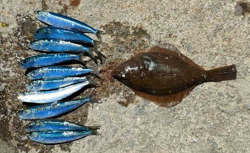 マイワシの釣果