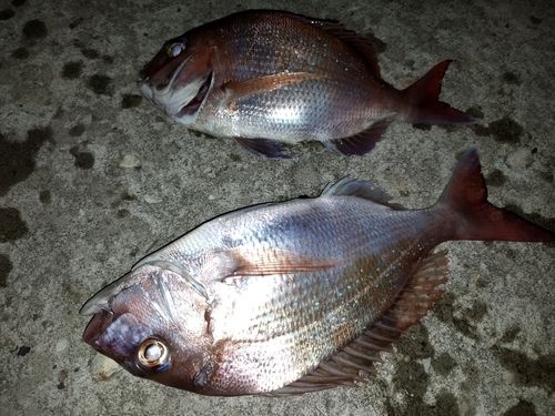 マダイの釣果