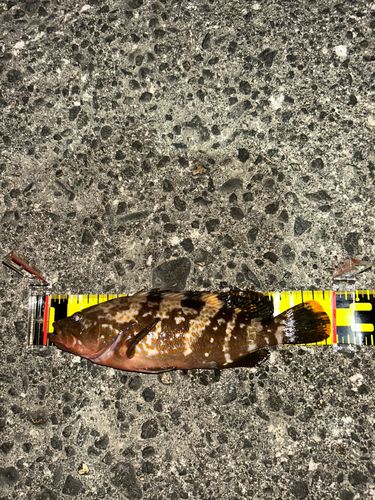 キジハタの釣果
